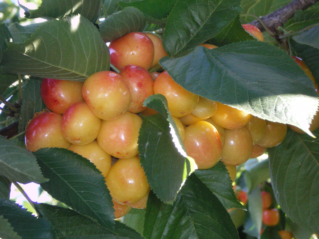 Photos Kelowna Cherries UPick Or Picked Quality You Can Trust