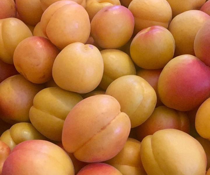 PrePicked Apricots Kelowna Cherries UPick Or Picked Quality You