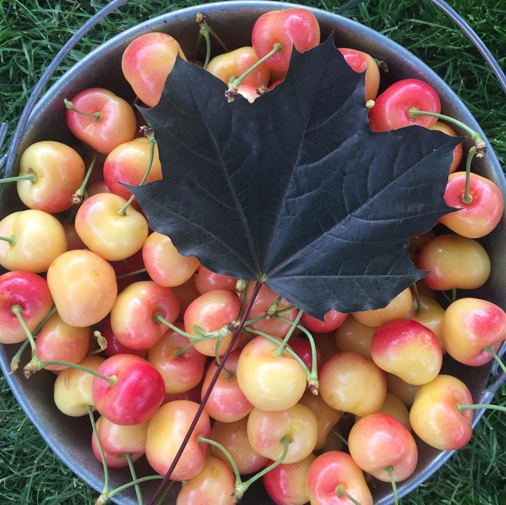Photos Kelowna Cherries UPick Or Picked Quality You Can Trust