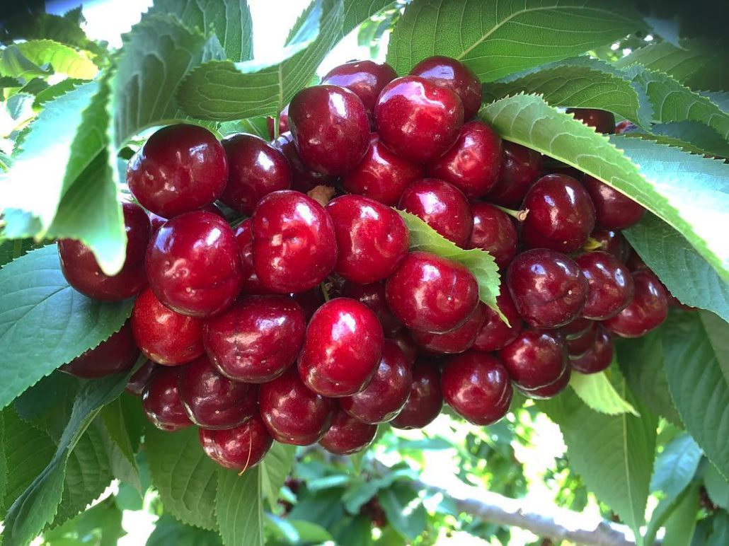 Photos Kelowna Cherries UPick Or Picked Quality You Can Trust